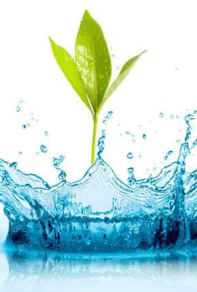 Kim Chi Water